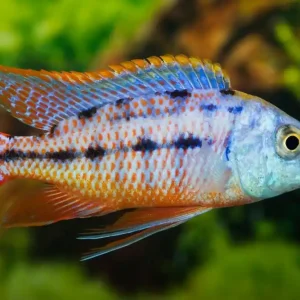 Neu Red Empress Cichlid (Protomelas taeniolatus)